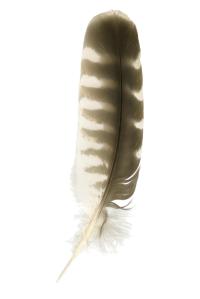 feather02-2